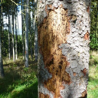 Bild vergrößern: Auf dem Bild zu sehen sind Schäden durch den Borkenkäfer in der Baumrinde.