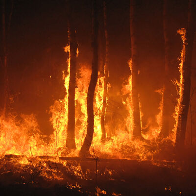 Bild vergrößern: Präventive Maßnahmen in Bezug auf Waldbrände sind - wie man anhand dieses Bildes gut sehen kann - durchaus wichtig.