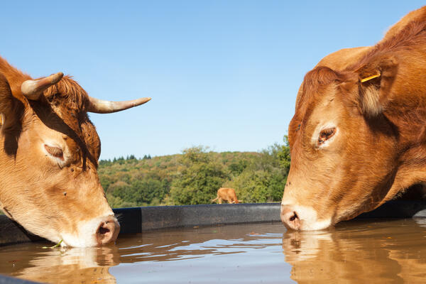 Bild vergrößern: Kühe an der Tränke auf der Weide.