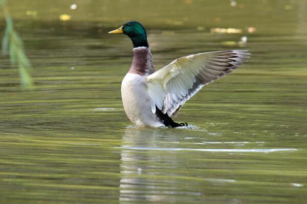 Bild vergrößern: Ente flügelschlagend im Teich.