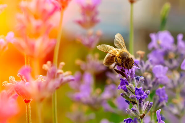 Bild vergrößern: Auf diesem Bild wird eine Biene gezeigt, die auf einer lila Blüte sitzt.