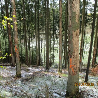 Bild vergrößern: markierte Bäume mit Borkenkäferbefall