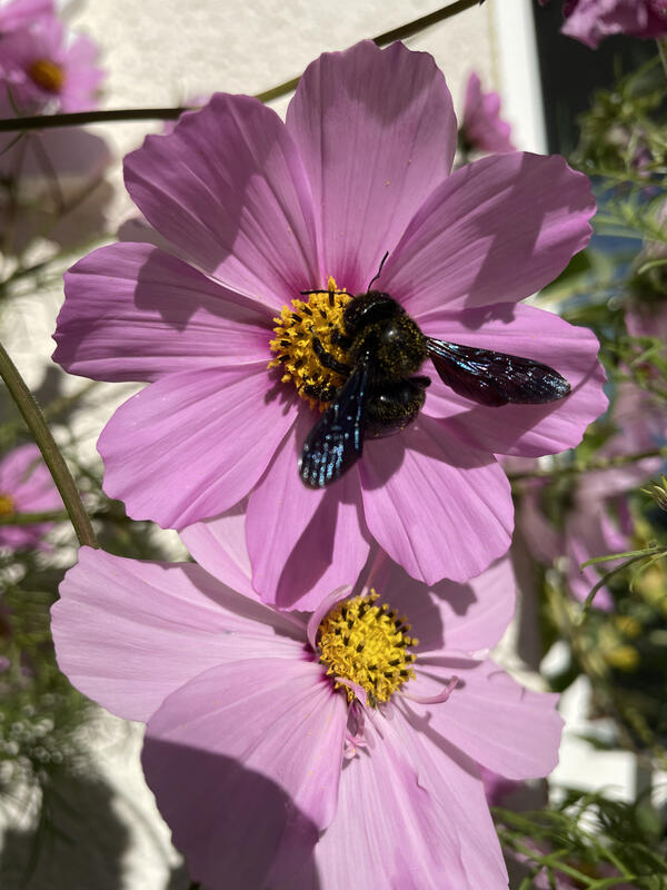 Bild vergrößern: Eine Blaue Holzbiene auf der Blüte einer Cosmea