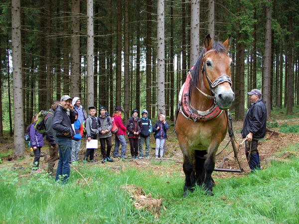 Bild vergr&ouml;&szlig;ern: Beim Pferder�cken zeigte Kaltblut Mira, wie sie mit Kraft aber Vorsicht Baumst�mme aus dem Wald transportiert.