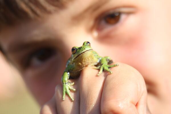 Ein Frosch sitzt auf der Hand eines Kindes