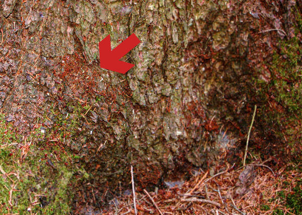 Bild vergrößern: Sichtbar am Fuß des Stammes eines befallenen Baumes das Bohrmehl