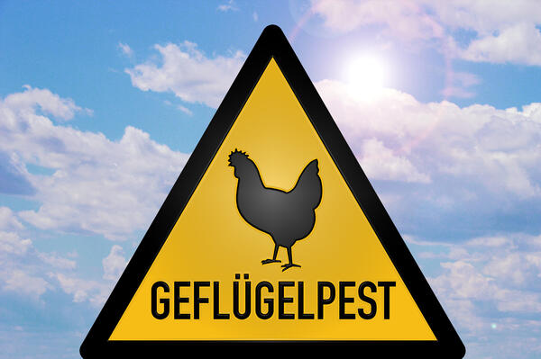 Bild vergrößern: Das Bild zeigt ein dreieckiges gelbes Schild auf dem "Geflügelpest" steht und ein schwarzes Huhn abgebildet ist.