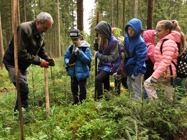 Forstmitarbeiter zeigen den Kindern, wie man junge Buchen pflanzt und anschließend schützt. 