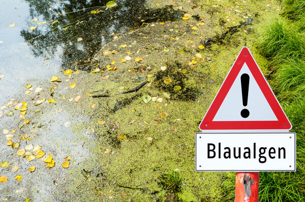 Bild vergrößern: Das Bild zeigt grüne Algen in einem Naturgewässer. Diese so genannten Blaualgen können für Mensch und Tier gefährlich werden.
