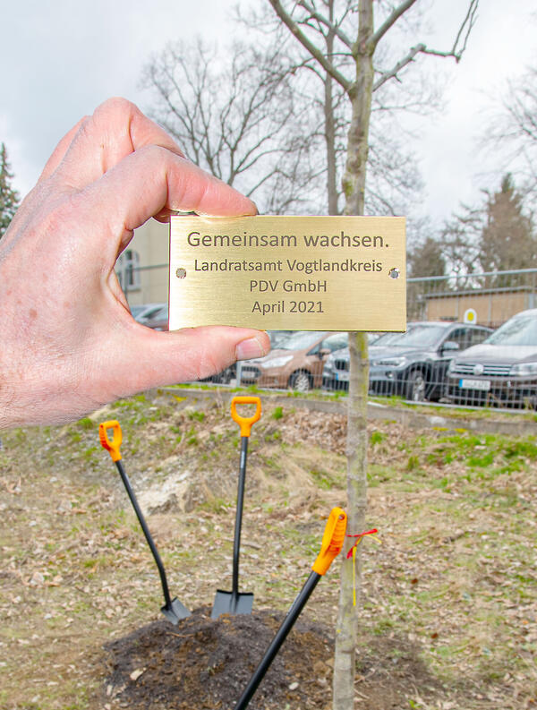 Bild vergrößern: Das Thringer Software-Unternehmen PDV schenkte der Auerbacher Schule fr Lernbehinderte einen Apfelbaum der Sorte Gravensteiner.