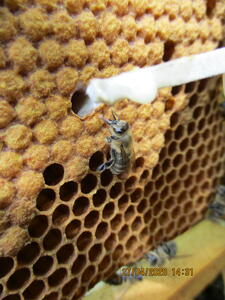 Bild vergrößern: Das Bild zeigt Bienen an einer Wabe. Das Streichholz eines Imkers zieht eine klebrige Flüssigkeit aus dieser.