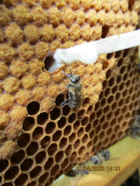 Das Bild zeigt Bienen an einer Wabe. Das Streichholz eines Imkers zieht eine klebrige Flüssigkeit aus dieser.