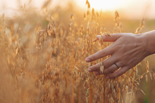 Das Bild zeigt eine Hand in einem Haferfeld.