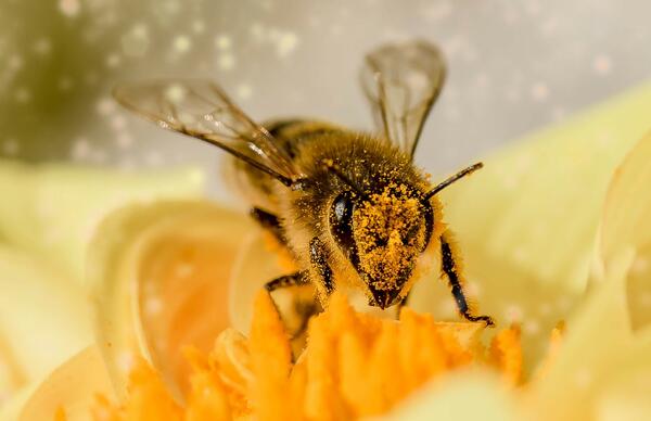 Bild vergrößern: Auf dem Bild befindet sich eine Biene mitten in einem Blütenkelch sitzend
