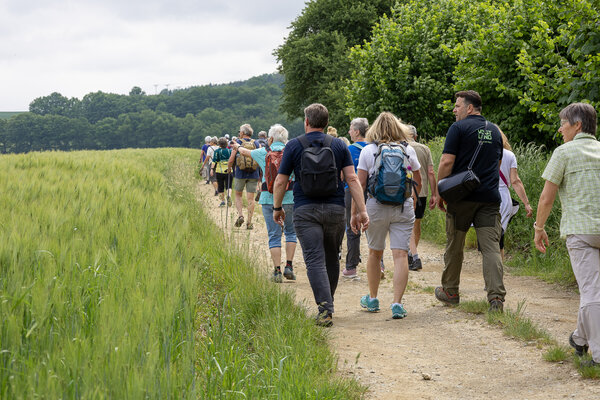 Bild vergr&ouml;&szlig;ern: Eine lange Reihe Wanderer geht auf einem Feldweg an einem gr&uuml;nen Getreidefeld entlang, rechts B&auml;ume, im Hintergrund H&uuml;gel.