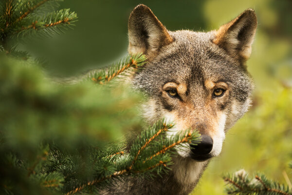 Das Bild zeigt einen Wolf