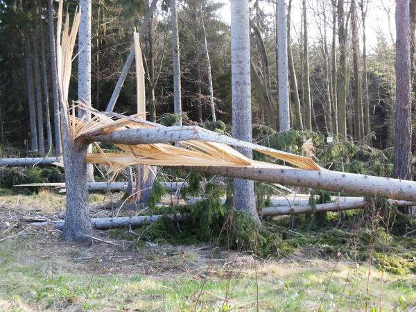 Bild vergrößern: Auf dem Bild sieht man einen vom Sturmtief abgebrochenen Baum.